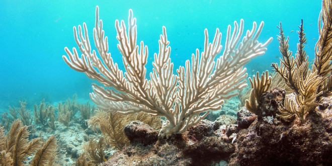 Eine ausgeblichene Koralle in einem Riff vor Islamorada, Florida. Foto: Kelsey Roberts, USGS.